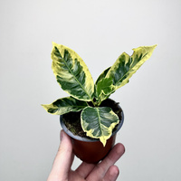 Kroton Variegata Codiaeum Variegatum