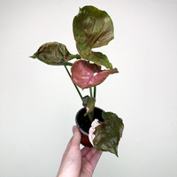 Syngonium Strawberry Ice P9