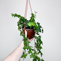 Hedera helix bluszcz zielony P17 wisząca