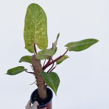 Philodendron Painted Lady Filodendron P14 na paliku