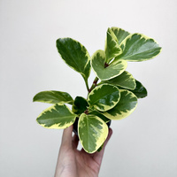 Peperomia obtusifolia Variegata P9