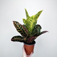 Kroton Petra Codiaeum P14