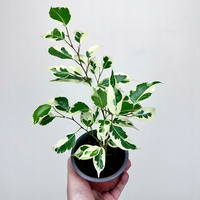 Ficus Benjamina Starlight Fikus P9