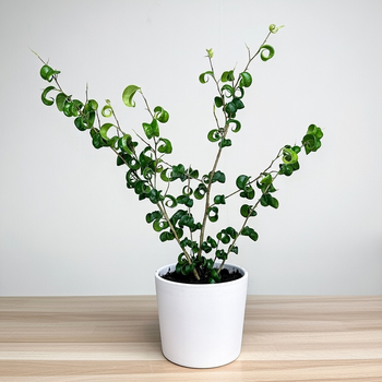 Ficus Benjamina Barok Figowiec Fikus P12