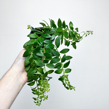 Aeschynanthus Caroline Eszynanthus P9