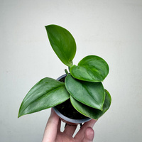 Scindapsus Treubii Moonlight P9