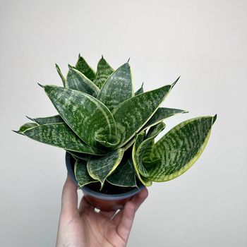 Sansewieria gwinejska Golden Hahnii Sansevieria trifasciata P12