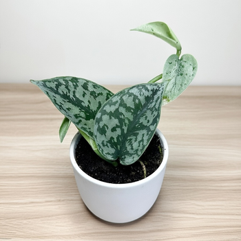 Scindapsus pictus Silver Lady P9