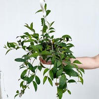 Aeschynanthus Marmoratus Eszynathus Marmurkowy P15 wisząca