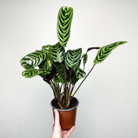 Ctenanthe burle-marxii Fishbone P14