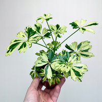 Schefflera Janine Szeflera P9