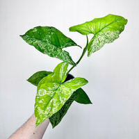 Syngonium Mottled Mojito Zroślicha P9