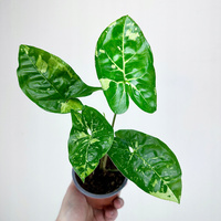 Syngonium Panda Zroślicha P9