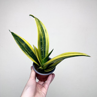 Sansevieria trifasciata Golden Flame Sansewieria P9