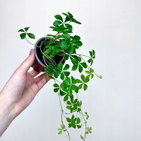 Cissus inserta P9