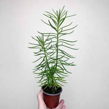 Peperomia ferreyrae Happy Bean P9