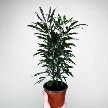 Plerandra elegantissima Szeflera Dizygoteka Schefflera Dizygotheca P12