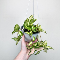 Hoya carnosa Tricolor Hoja P15 wisząca