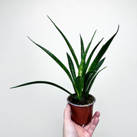 Sansewieria Friends Sansevieria kirkii P9