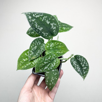 Scindapsus Pictus Argyraeus Scindapsus pstry P7