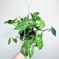 Syngonium Batik Zroślicha P17 wisząca