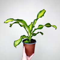 Dracaena Fragrans Charley Dracena Wonna P14