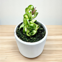 Hoya carnosa compacta Mauna Loa Hoja P9