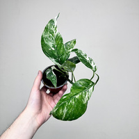 Epipremnum pinnatum Variegata P9