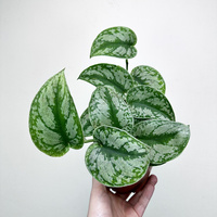 Scindapsus Pictus Trebie Scindapsus pstry P12