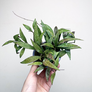 Hoya Parviflora Splash Hoja P9