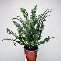 Paproć Kimberly Queen P17