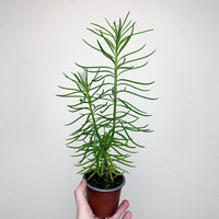 Peperomia ferreyrae Happy Bean P9