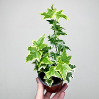 Hedera Variegata Bluszcz P9