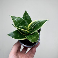 Sansewieria gwinejska Golden Hahnii Sansevieria trifasciata P9