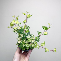 Hedera helix Golden Ingot Bluszcz P9