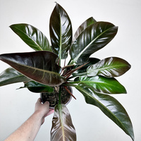 Philodendron Imperial Red Filodendron