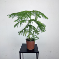 Araukaria Araucaria P14