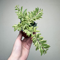 Aeschynanthus bolero Bicolore Eszynanthus P9