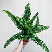 Paproć Kimberly Queen