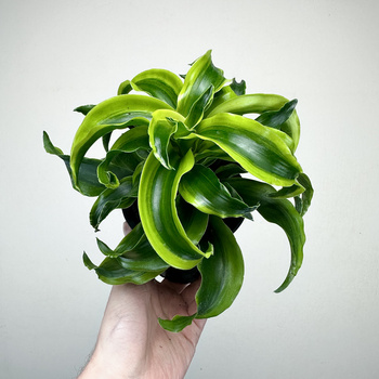 Dracaena fragrans Tornado Dracena P11