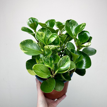 Peperomia obtusifolia Marble Variegata P17