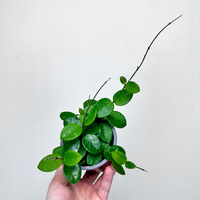 Hoya Mathilde Hoja P9