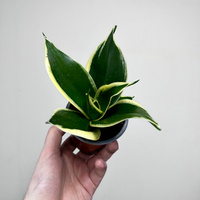 Sansevieria Hahnii Jade Sansewieria P9