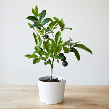 Mandarynka drzewko cytrusowe z owocami P17