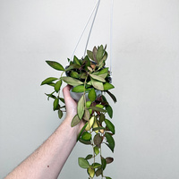 Hoya Burtoniae Variegata Hoja P15 wisząca