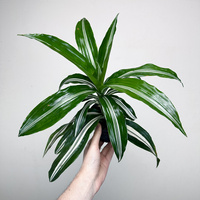Dracaena fragrans Green White Dracena P11