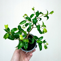 Ficus bonsai Fikus