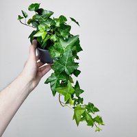 Hedera helix bluszcz zielony P11