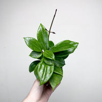 Hoya Merrillii Hoja P9