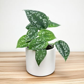 Scindapsus Pictus Argyraeus Scindapsus pstry P7